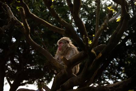 The Most Imperiled Neighbors: The Plight of the Long-Tailed Macaque