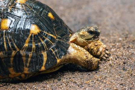 7 Fascinating Facts About Turtle Shells