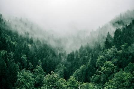 The Most Essential 6: Why Trees Deserve Your Gifting Consideration
