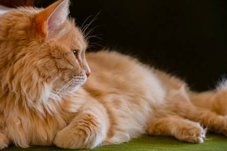 Orange Tabby Cat: Fascinating Facts About Personality, Traits, and Care