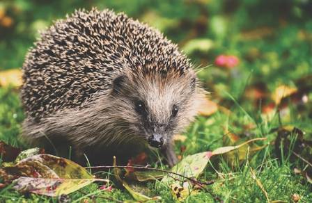 Understanding the Hedgehog: Nature’s Defensive Mammal