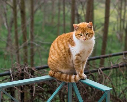 The Most Colorful Companions: Popular Orange and White Cat Breeds