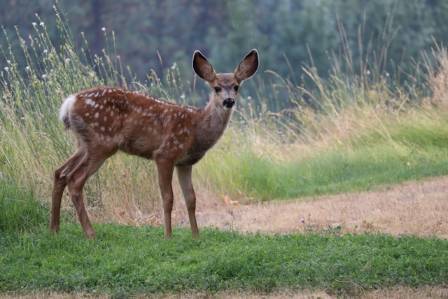 Interesting Deer Facts for Kids