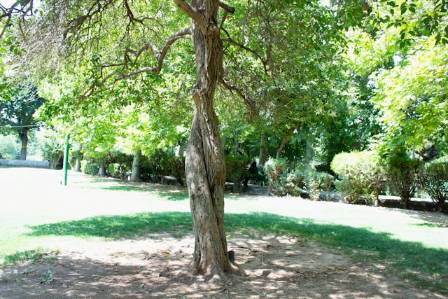 The World's Most Unique and Fascinating Trees