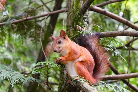 4 Ways Animals Signal Imminent Threats