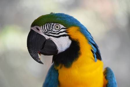 10 Surprising Facts About Parrots