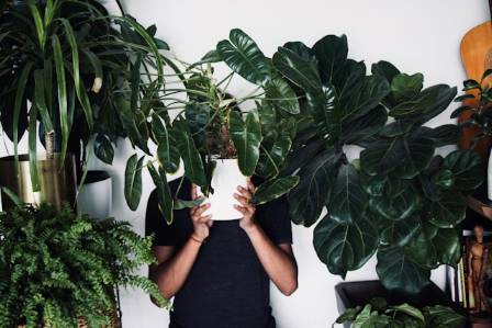 7 Amazing Benefits of Indoor Plants, Backed by Science