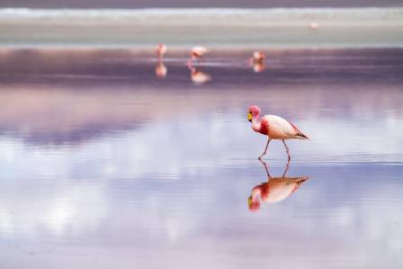 The Secrets of the Pink Bird: Surprising Flamingo Discoveries