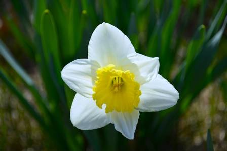 Narcissus: The Daffodil
