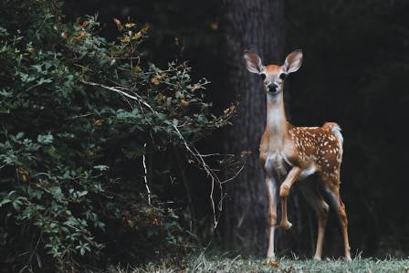 9 Most Elegant Deer Species