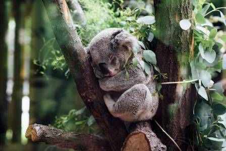 Koalas: Icons of Australia’s Bush—Biology, Threats, and the Fight to Save Them