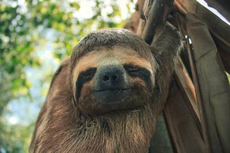 Top 10 Fascinating Facts About Sloths
