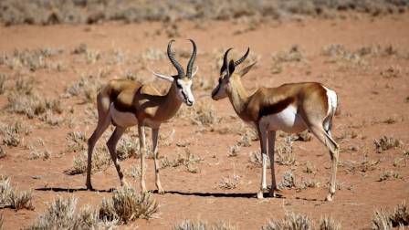 The Springbok: Master of the Kalahari