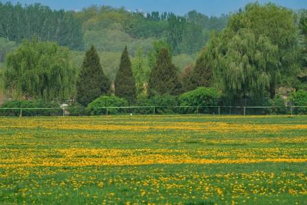 Top 10 Largest Grassland Regions Across the Globe