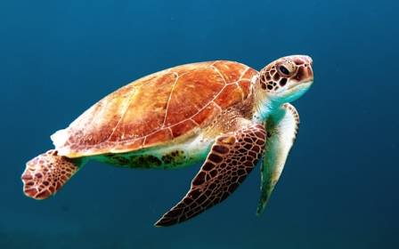 The Extraordinary World of Sea Turtles