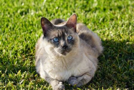 The Most Talkative and Affectionate: Siamese Cats Revisited