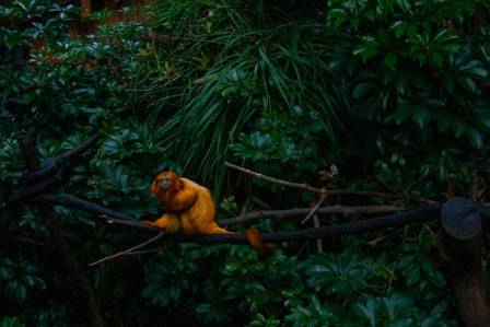 The Golden Snub-Nosed Monkey: A Master of the Chinese Highlands