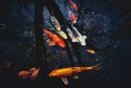 A Step-by-Step Guide to Painting a Goldfish in Acrylics