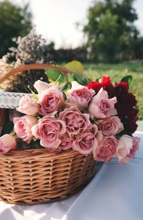 Unraveling the Romance: The Evolution of the Red Rose as a Symbol of Love