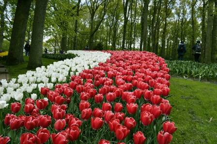 7 Top Spring Flower Destinations