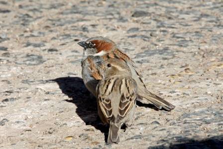 Essential Facts and Characteristics of the House Sparrow