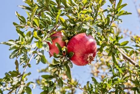 Top 7 Health Benefits of Pomegranates You Should Know