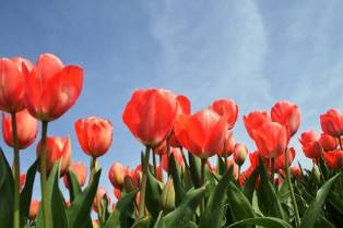 Exploring Tulip Season with Bloomeffects: A Dutch Delight