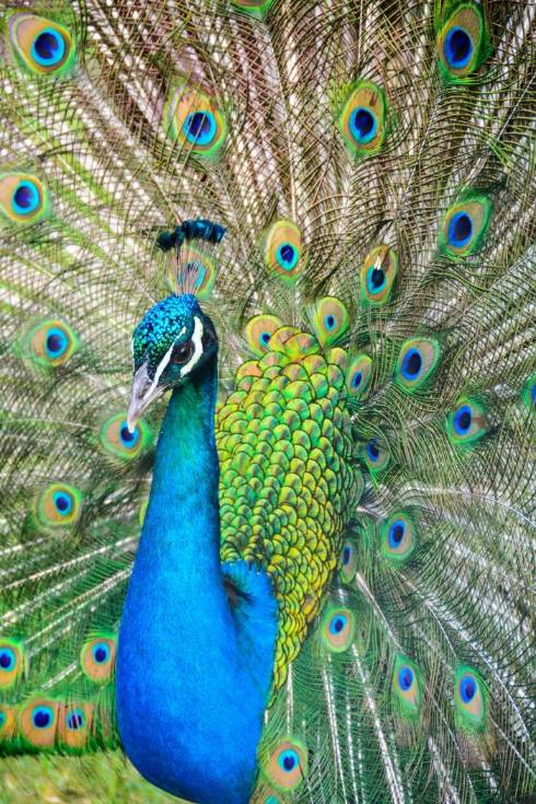 The Rejuvenation of the Peacock: A Tale of Shimmering Splendor